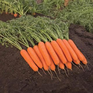 Bangor Organic Carrot Thumbnail